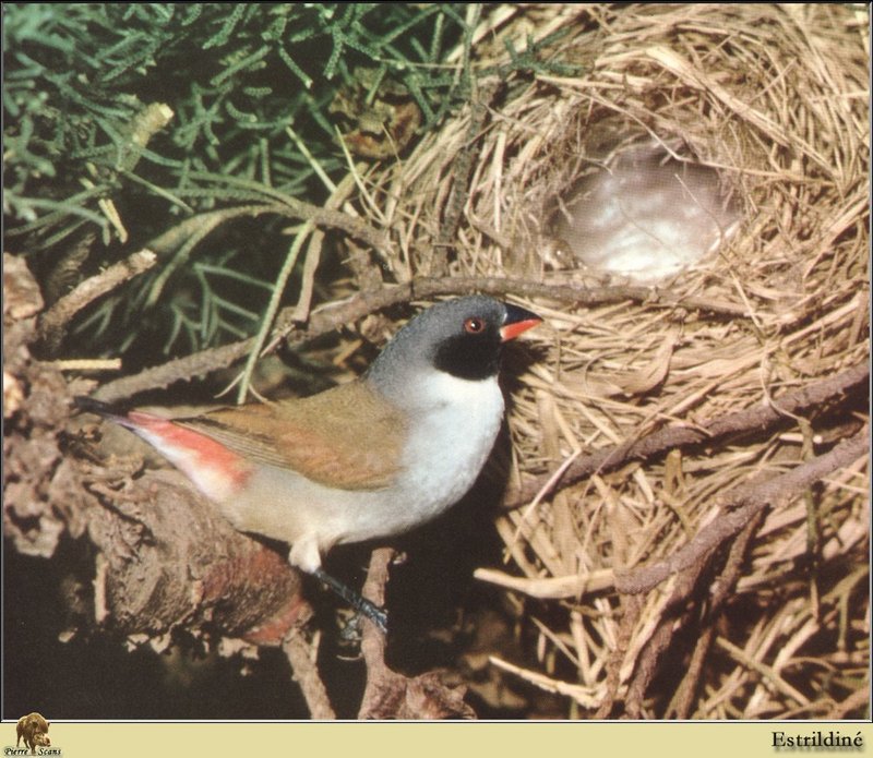 Estrildine Finch (Estrildidae) {!--납부리과-->; DISPLAY FULL IMAGE.