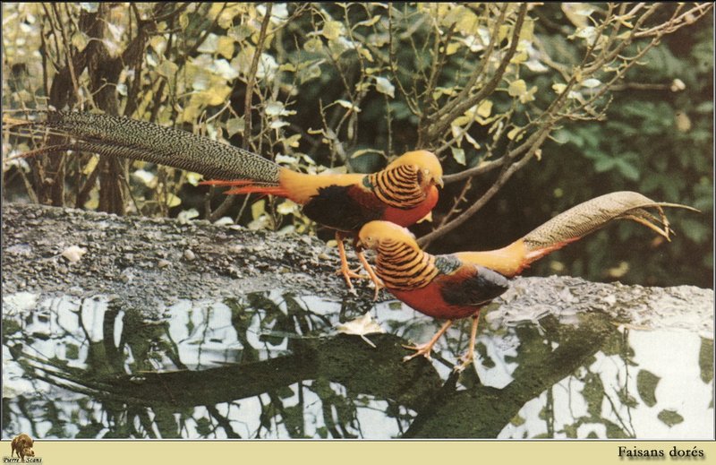 Golden Pheasant pair (Chrysolophus pictus) {!--금계(金鷄)-->; DISPLAY FULL IMAGE.