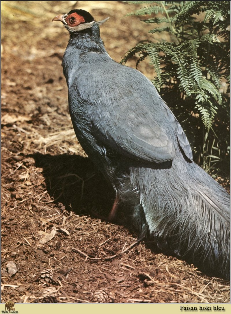 Blue Eared-Pheasant  (Crossoptilon auritum) {!--푸른귀꿩(청색화계)-->; DISPLAY FULL IMAGE.