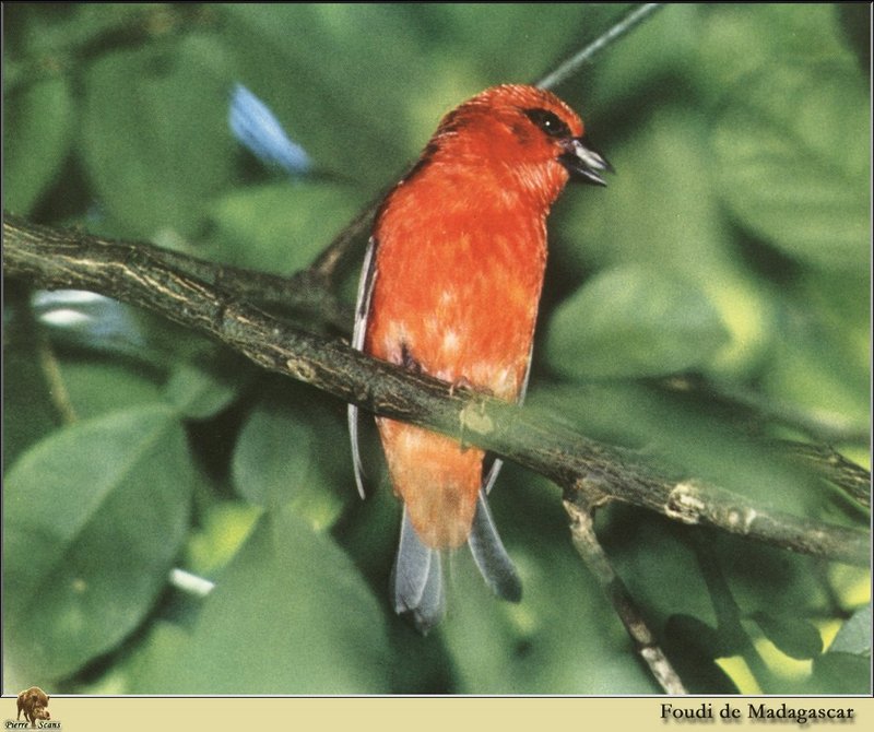 Madagascar Red Fody (Foudia madagascariensis) {!--마다가스카르붉은포디-->; DISPLAY FULL IMAGE.