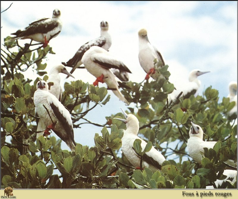 Red-footed Booby (Sula sula) {!--붉은발부비(얼가니새)-->; DISPLAY FULL IMAGE.