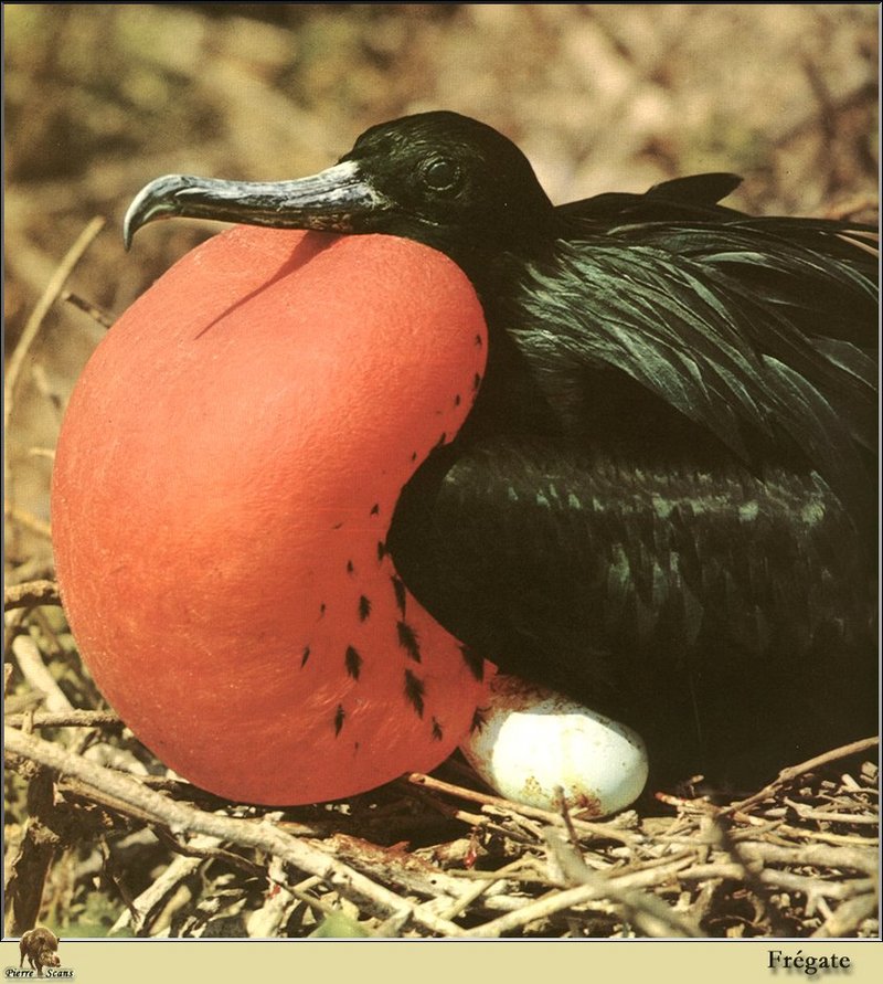 Frigatebird (Fregata sp.) {!--군함조류-->; DISPLAY FULL IMAGE.