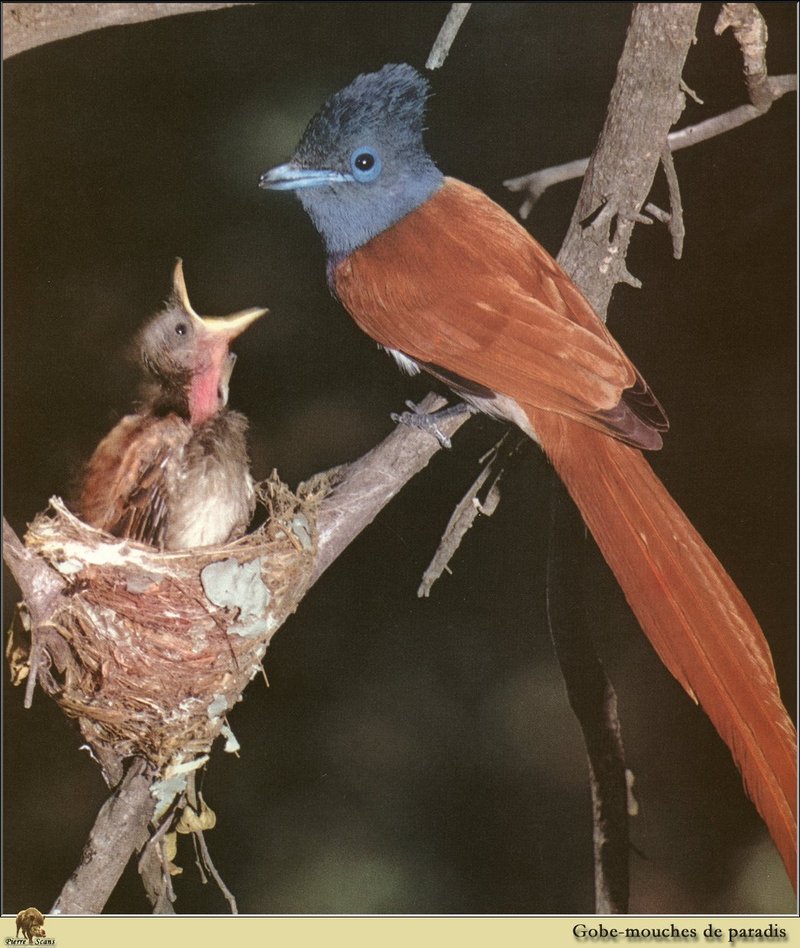 Bedford's Paradise-Flycatcher (Terpsiphone bedfordi) {!--베드포드삼광조-->; DISPLAY FULL IMAGE.