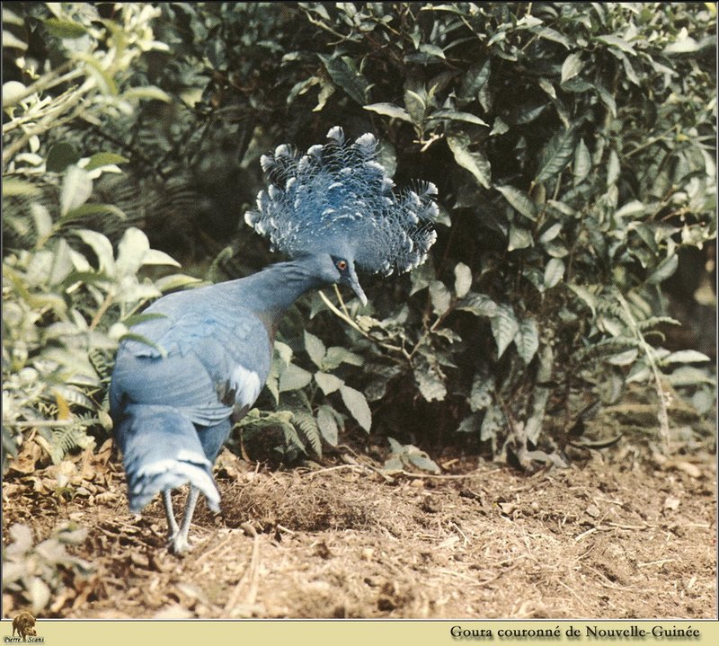 Blue Crowned Pigeon (Goura cristata) {!--공작비둘기-->; DISPLAY FULL IMAGE.
