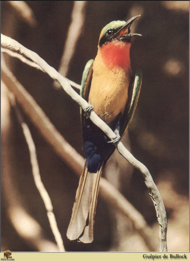 Red-throated Bee-eater (Merops bulocki) {!--붉은목벌잡이새-->; DISPLAY FULL IMAGE.
