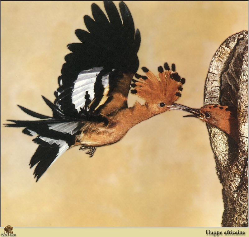 African Hoopoe (Upupa africana) {!--아프리카후투티-->; DISPLAY FULL IMAGE.