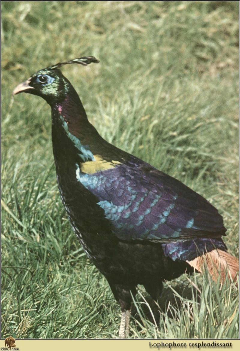 Himalayan Monal (Lophophorus impejanus) {!--비단꿩-->; DISPLAY FULL IMAGE.