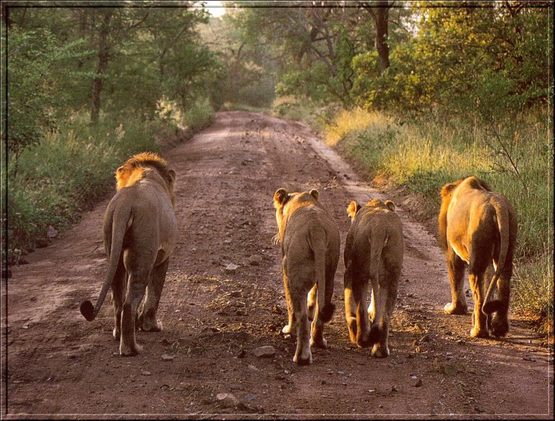 African lion (Panthera leo) {!--아프리카사자-->; DISPLAY FULL IMAGE.