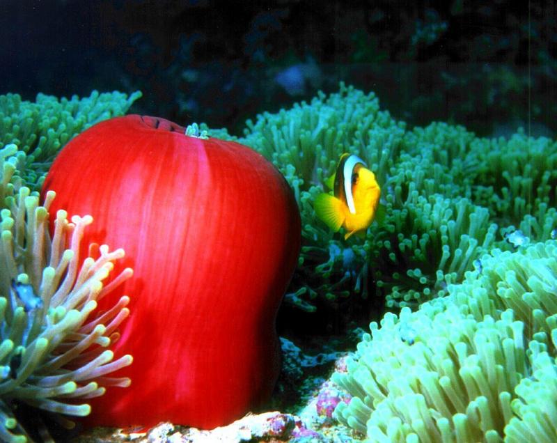 Two-banded clownfish (Amphiprion bicinctus) {!--두줄동가리-->; DISPLAY FULL IMAGE.