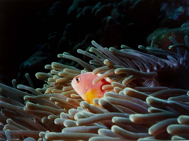 Pink Skunk Clownfish (Amphiprion perideraion) {!--분홍동가리-->; DISPLAY FULL IMAGE.