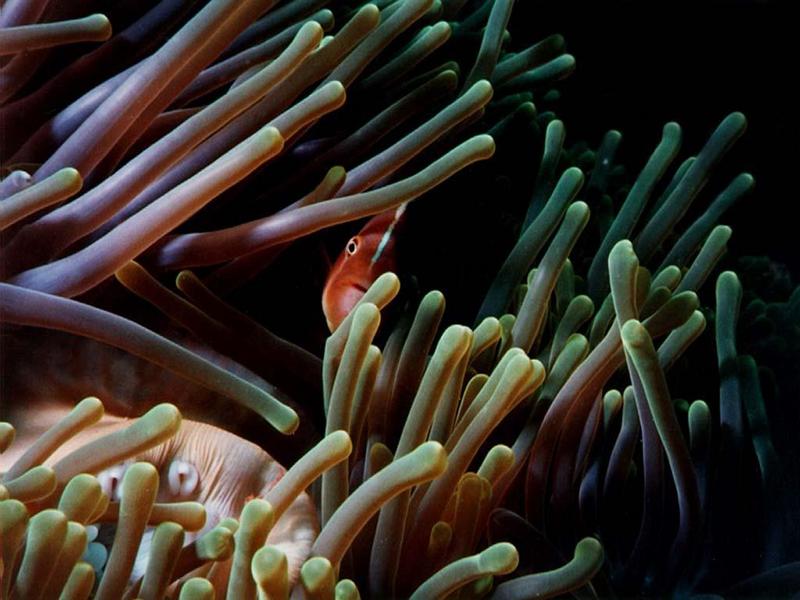 Pink Skunk Clownfish (Amphiprion perideraion) {!--분홍동가리-->; DISPLAY FULL IMAGE.