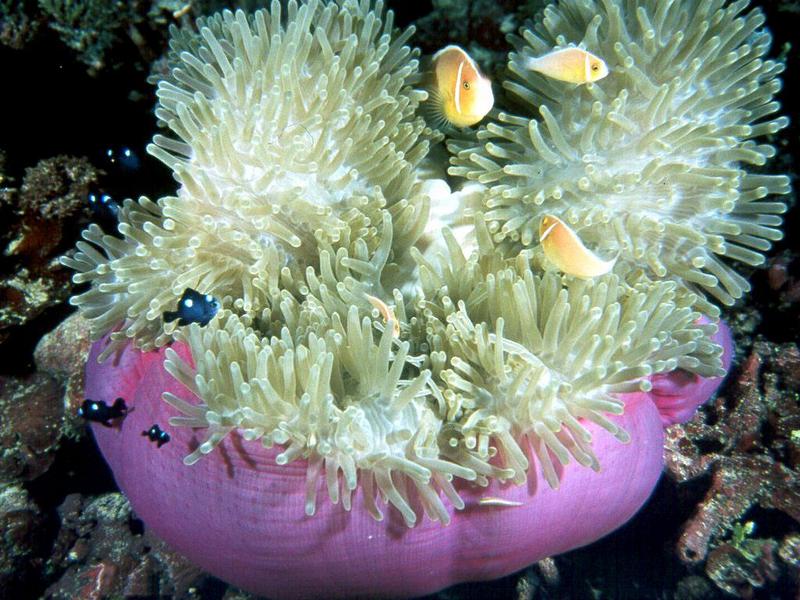 Pink Skunk Clownfish (Amphiprion perideraion) {!--분홍동가리-->; DISPLAY FULL IMAGE.