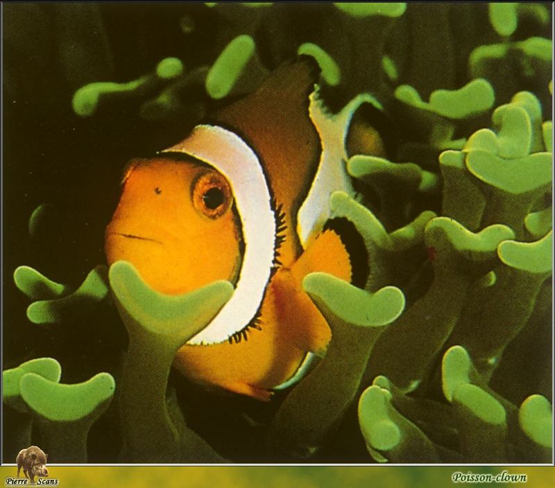 Orange Clownfish (Amphiprion percula) {!--오렌지동가리-->; DISPLAY FULL IMAGE.