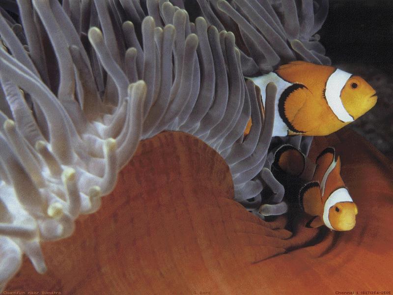 Orange Clownfish (Amphiprion percula) {!--오렌지동가리-->; DISPLAY FULL IMAGE.