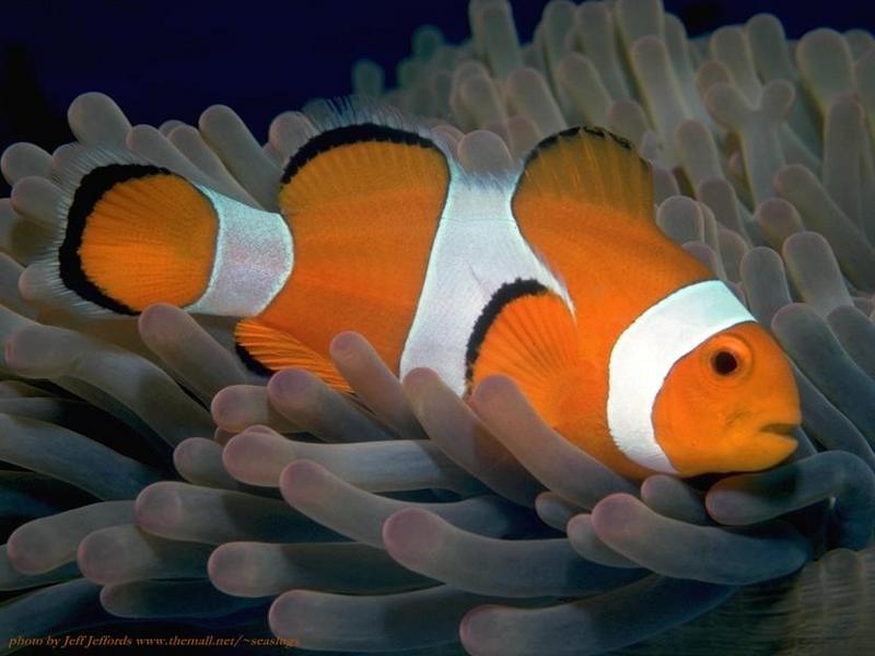 False Percula Clownfish (Amphiprion ocellaris) {!--오렌지동가리붙이-->; DISPLAY FULL IMAGE.