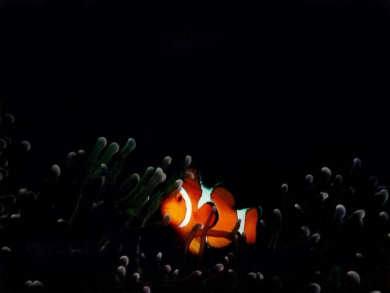 False Percula Clownfish (Amphiprion ocellaris) {!--오렌지동가리붙이-->; DISPLAY FULL IMAGE.