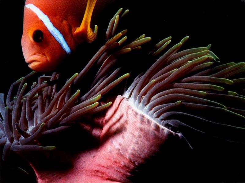 Clownfish (Amphiprion sp.) {!--동가리돔류-->; DISPLAY FULL IMAGE.