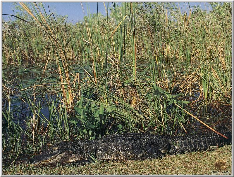 American Alligator (Alligator mississippiensis) {!--미시시피악어-->; DISPLAY FULL IMAGE.