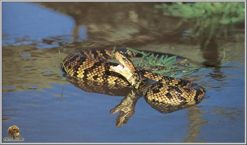 Cottonmouth / Water Moccasin (Agkistrodon piscivorus) {!--늪살모사-->; DISPLAY FULL IMAGE.