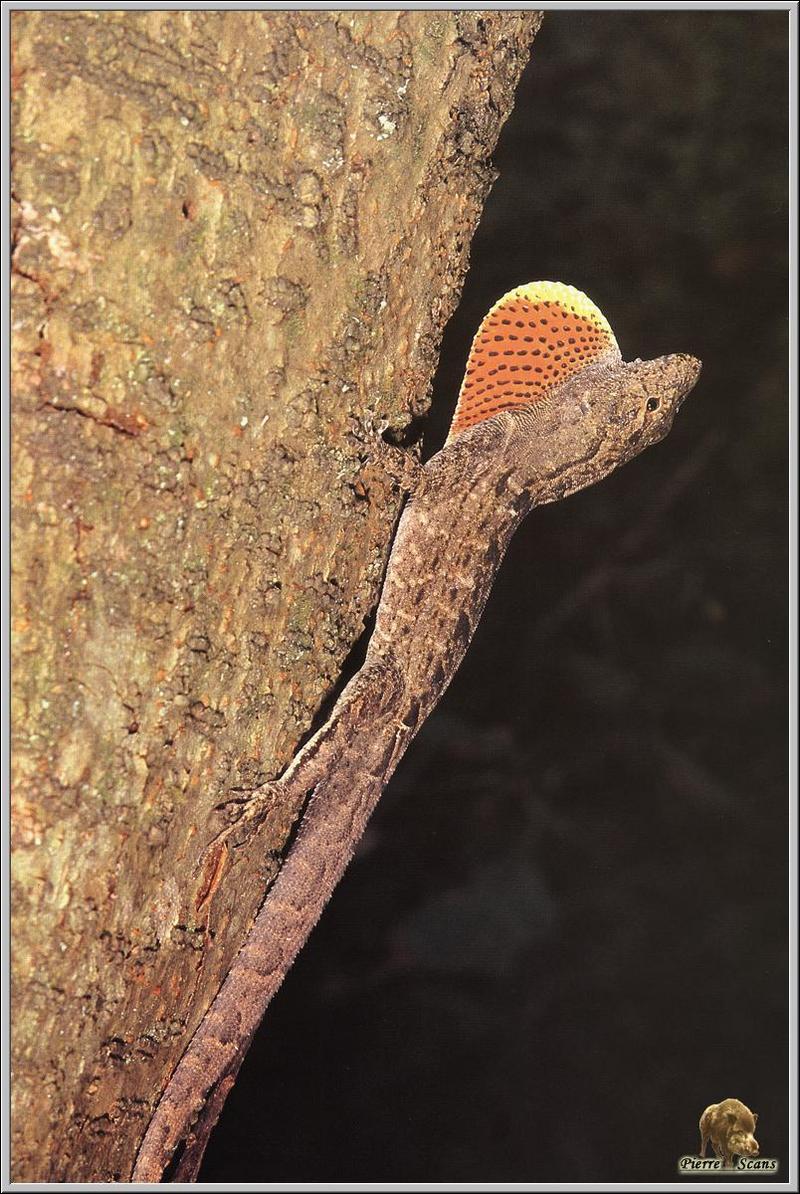Anole (Anolis sp.) {!--아놀리-->; DISPLAY FULL IMAGE.