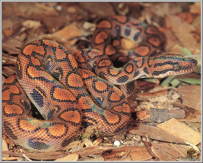 Rainbow Boa (Epicrates cenchria) {!--무지개보아뱀-->; DISPLAY FULL IMAGE.