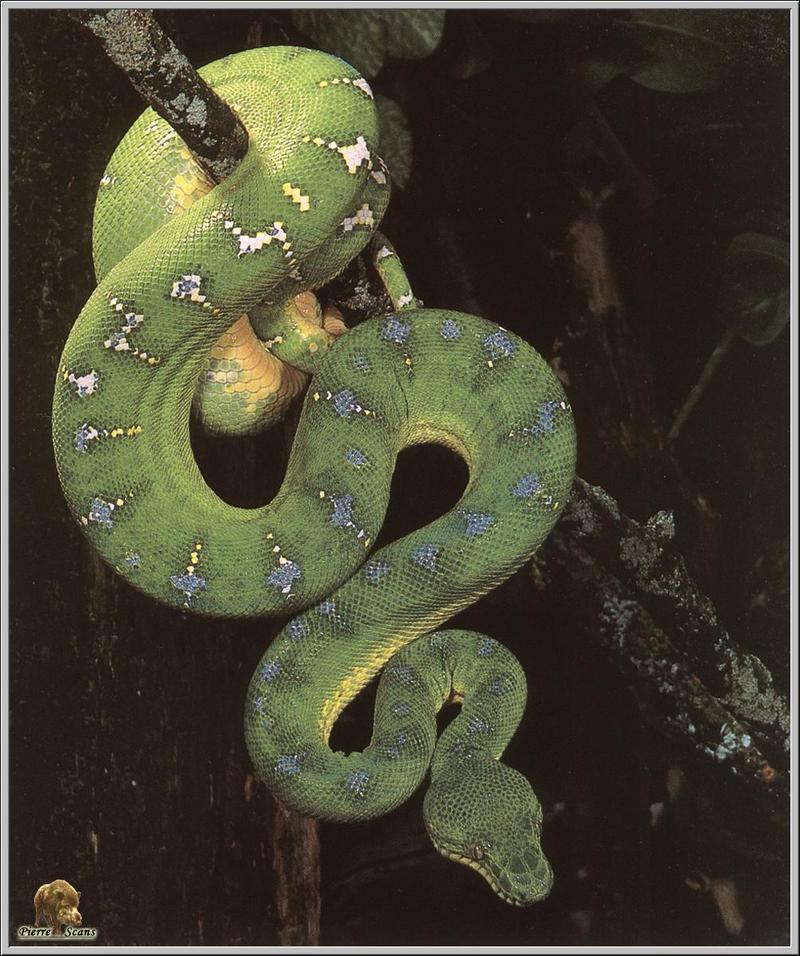Emerald Tree Boa (Corallus caninus) {!--에메랄드보아뱀-->; DISPLAY FULL IMAGE.