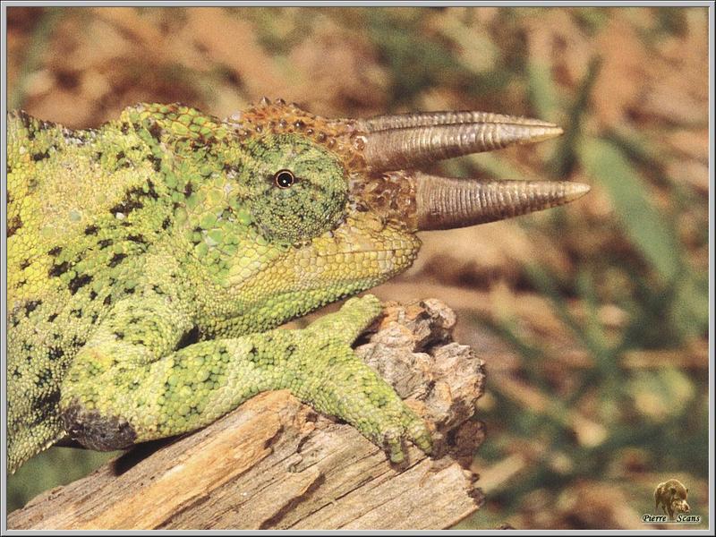 Jackson's Chameleon (Chamaeleo jacksonii) {!--잭슨카멜레온-->; DISPLAY FULL IMAGE.