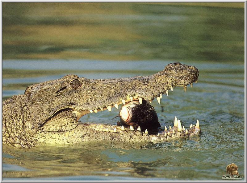 Nile Crocodile (Crocodylus niloticus) {!--나일악어-->; DISPLAY FULL IMAGE.