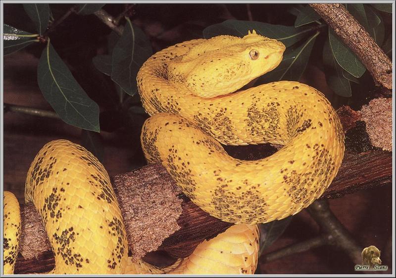 Eyelash Viper (Bothriechis schlegelii) {!--눈썹살모사-->; DISPLAY FULL IMAGE.