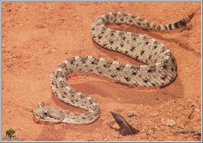 Sidewinder (Crotalus cerastes) {!--뿔방울뱀(사이드와인더)-->; DISPLAY FULL IMAGE.