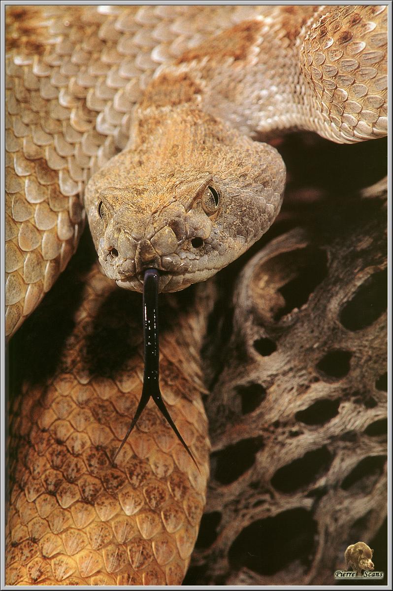 Eastern Diamondback Rattlesnake (Crotalus adamanteus) {!--동부다이아몬드방울뱀-->; DISPLAY FULL IMAGE.