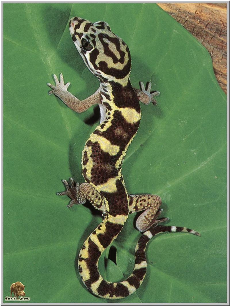 Central American Banded Gecko (Coleonyx mitratus) {!--중미띠도마뱀붙이-->; DISPLAY FULL IMAGE.