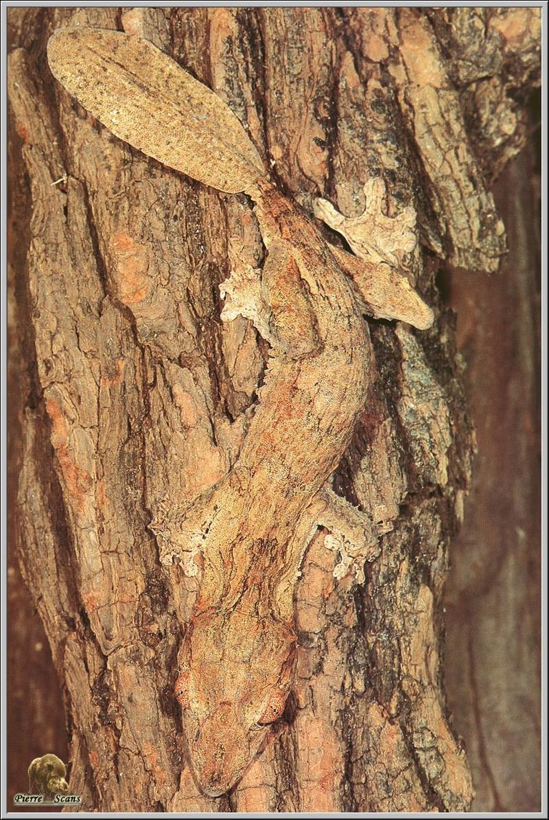 Madagascan Leaf-tailed Gecko (Uroplatus sp.) {!--나뭇잎도마뱀붙이류-->; DISPLAY FULL IMAGE.