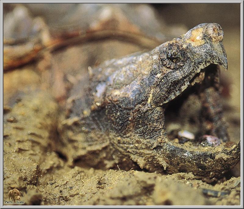Alligator Snapping Turtle (Macrochelys temminckii) {!--악어거북-->; DISPLAY FULL IMAGE.