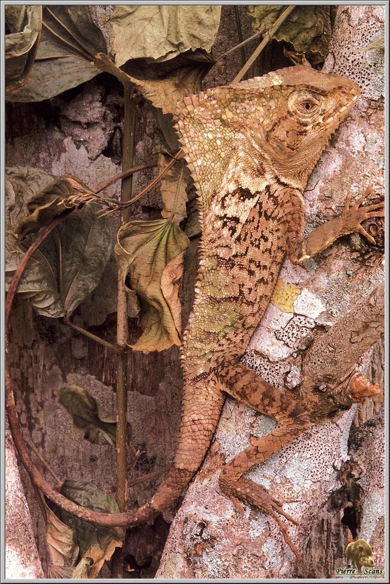 Casque-headed Iguana (Laemanctus longipes) {!--돛이구아나-->; DISPLAY FULL IMAGE.