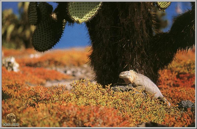 Santa Fe Land Iguana (Conolophus pallidus) {!--산타페육지이구아나-->; DISPLAY FULL IMAGE.