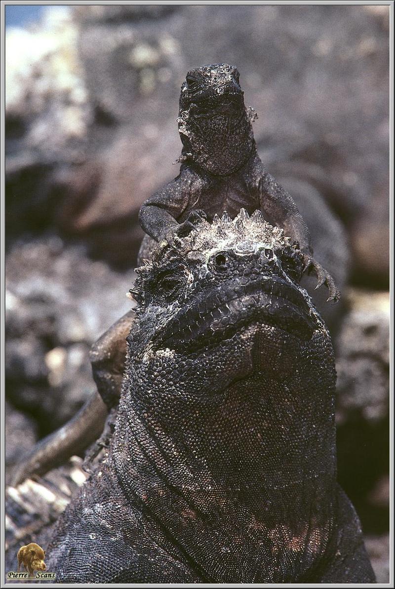 Marine Iguana (Amblyrhynchus cristatus) {!--바다이구아나-->; DISPLAY FULL IMAGE.