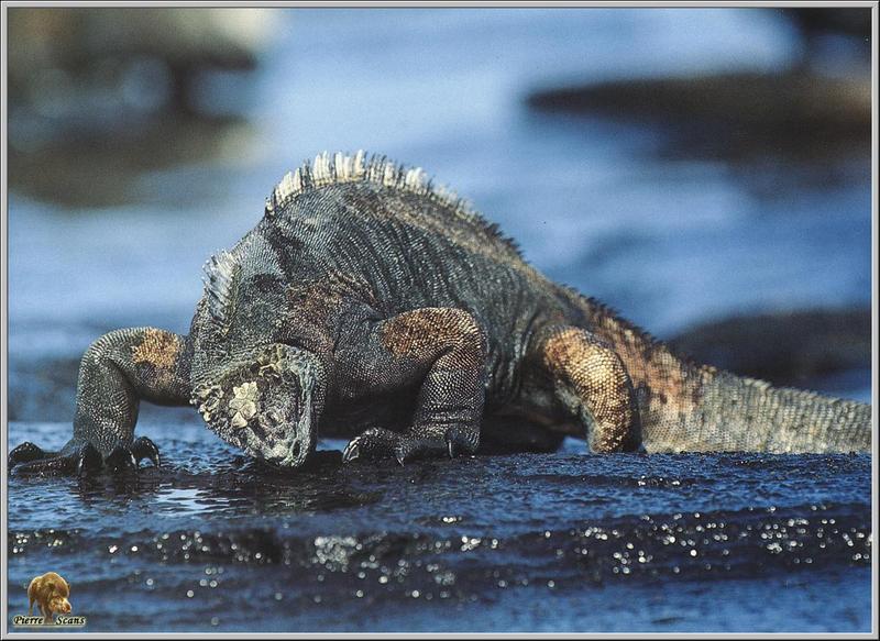 Marine Iguana (Amblyrhynchus cristatus) {!--바다이구아나-->; DISPLAY FULL IMAGE.