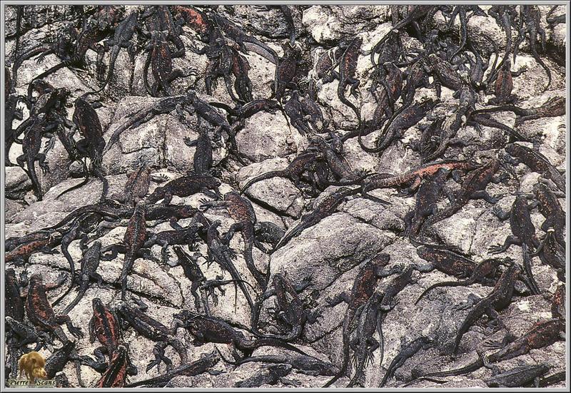 Galapagos Marine Iguana (Amblyrhynchus cristatus) {!--바다이구아나-->; DISPLAY FULL IMAGE.