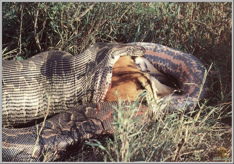 African Rock Python (Python sebae) {!--임팔라영양을 삼키는 아프리카비단뱀-->; DISPLAY FULL IMAGE.