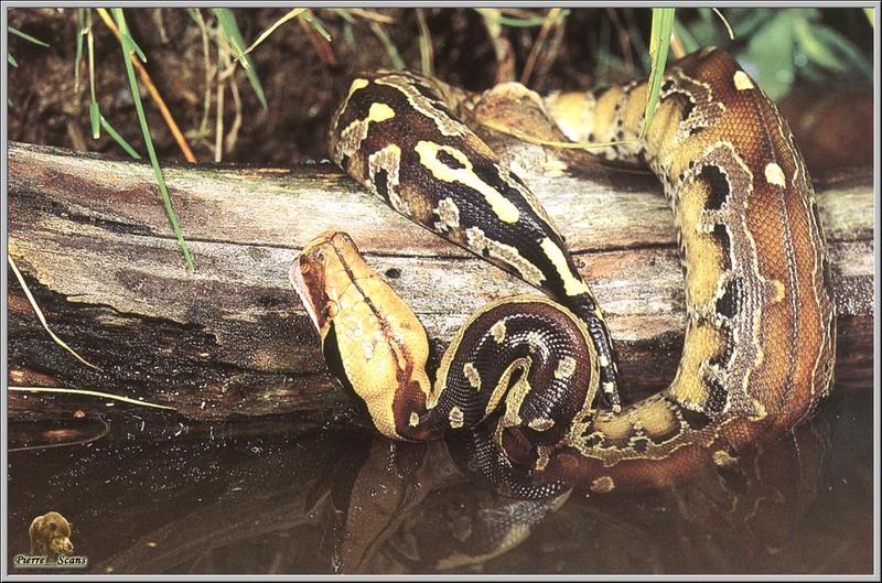 Blood Python (Python curtus) {!--붉은비단뱀-->; DISPLAY FULL IMAGE.