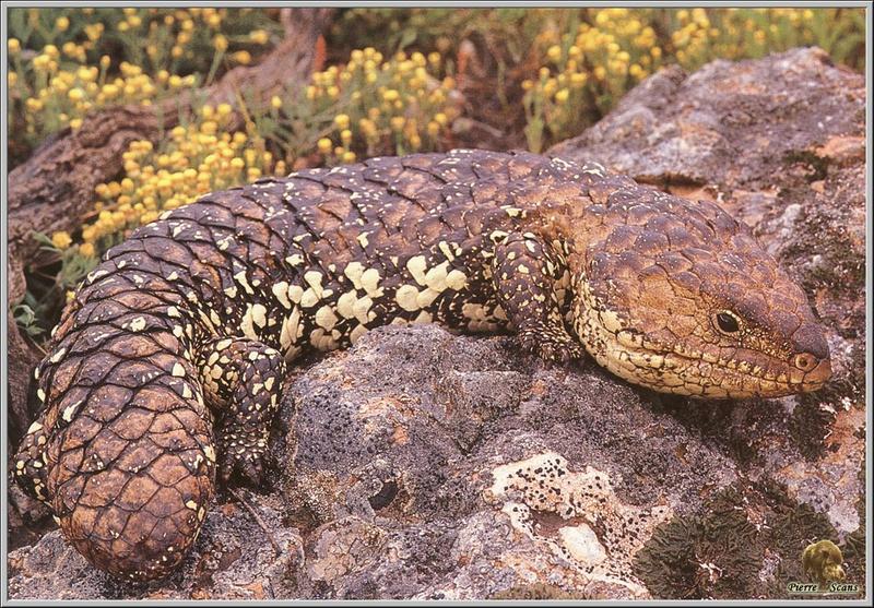Ocellated Skink (Chalcides ocellatus) {!--몽땅도마뱀-->; DISPLAY FULL IMAGE.