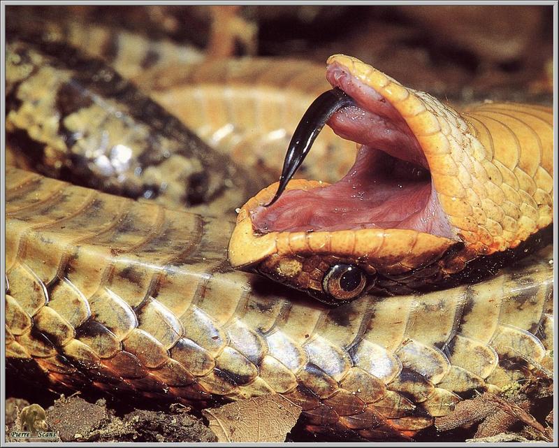 Western Hognose Snake (Heterodon nasicus) playing dead {!--서부돼지코뱀-->; DISPLAY FULL IMAGE.