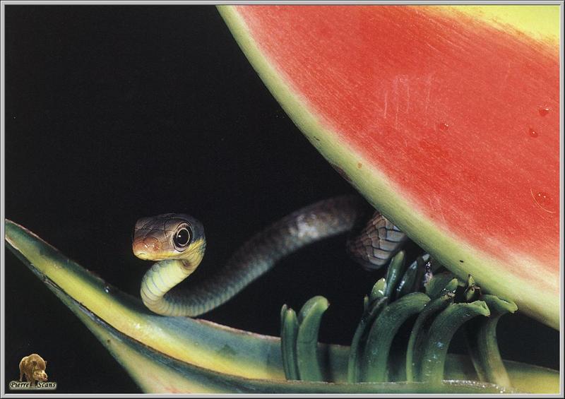 Vine Snake; DISPLAY FULL IMAGE.