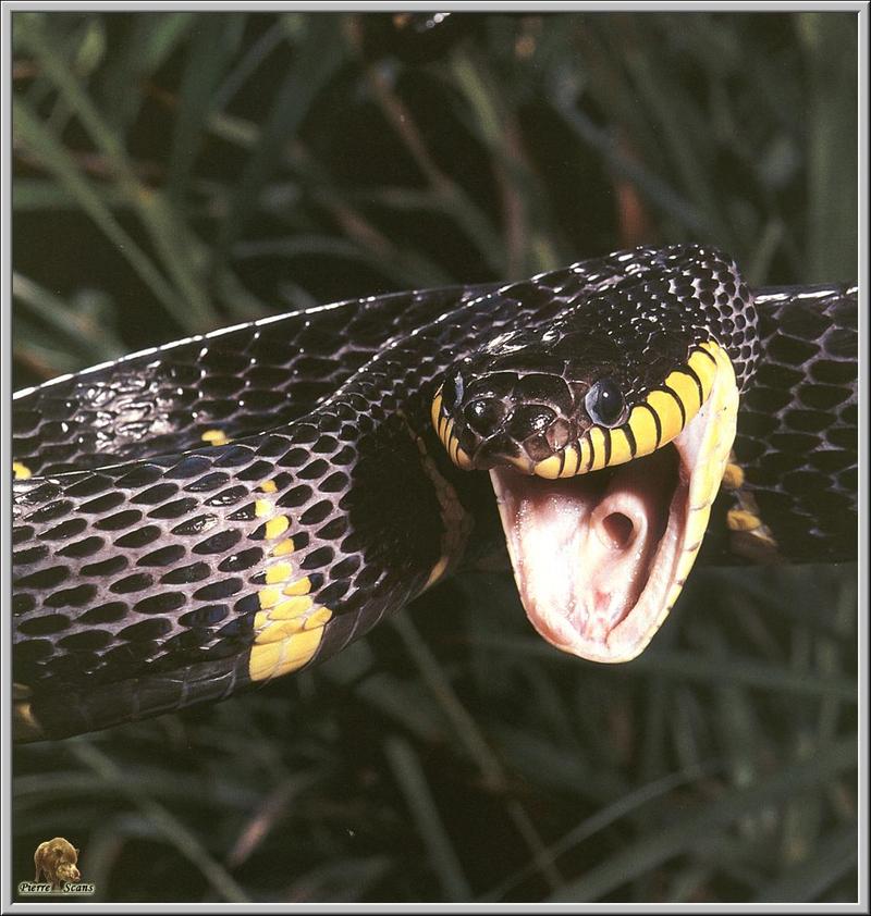Mangrove Snake (Boiga dendrophila) {!--검노랑맹그로브뱀-->; DISPLAY FULL IMAGE.