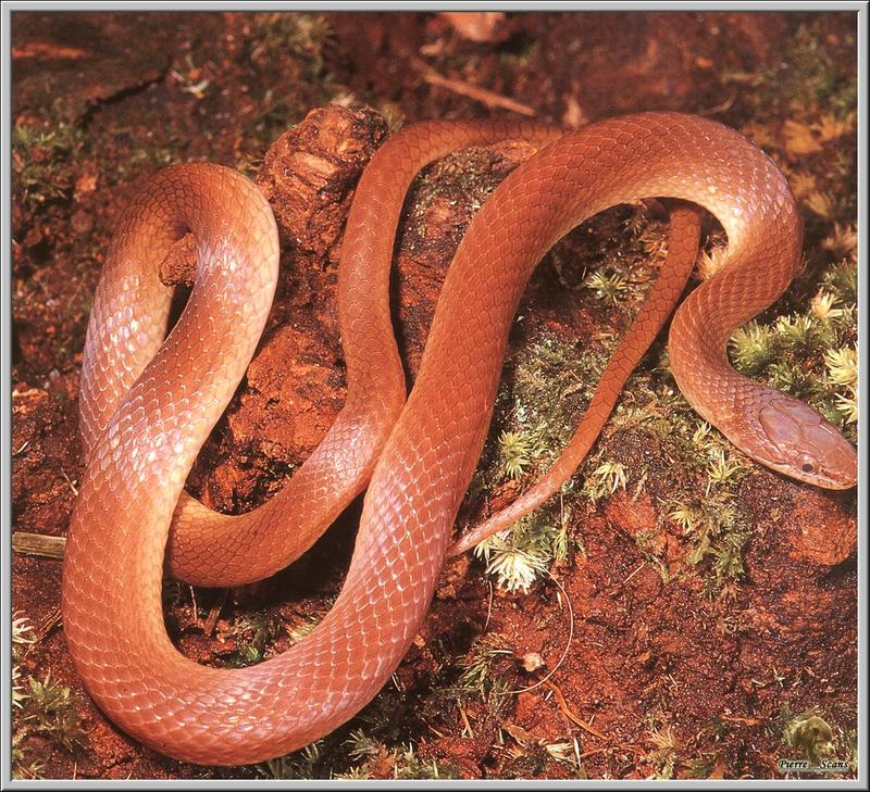 Pine Snake???; DISPLAY FULL IMAGE.