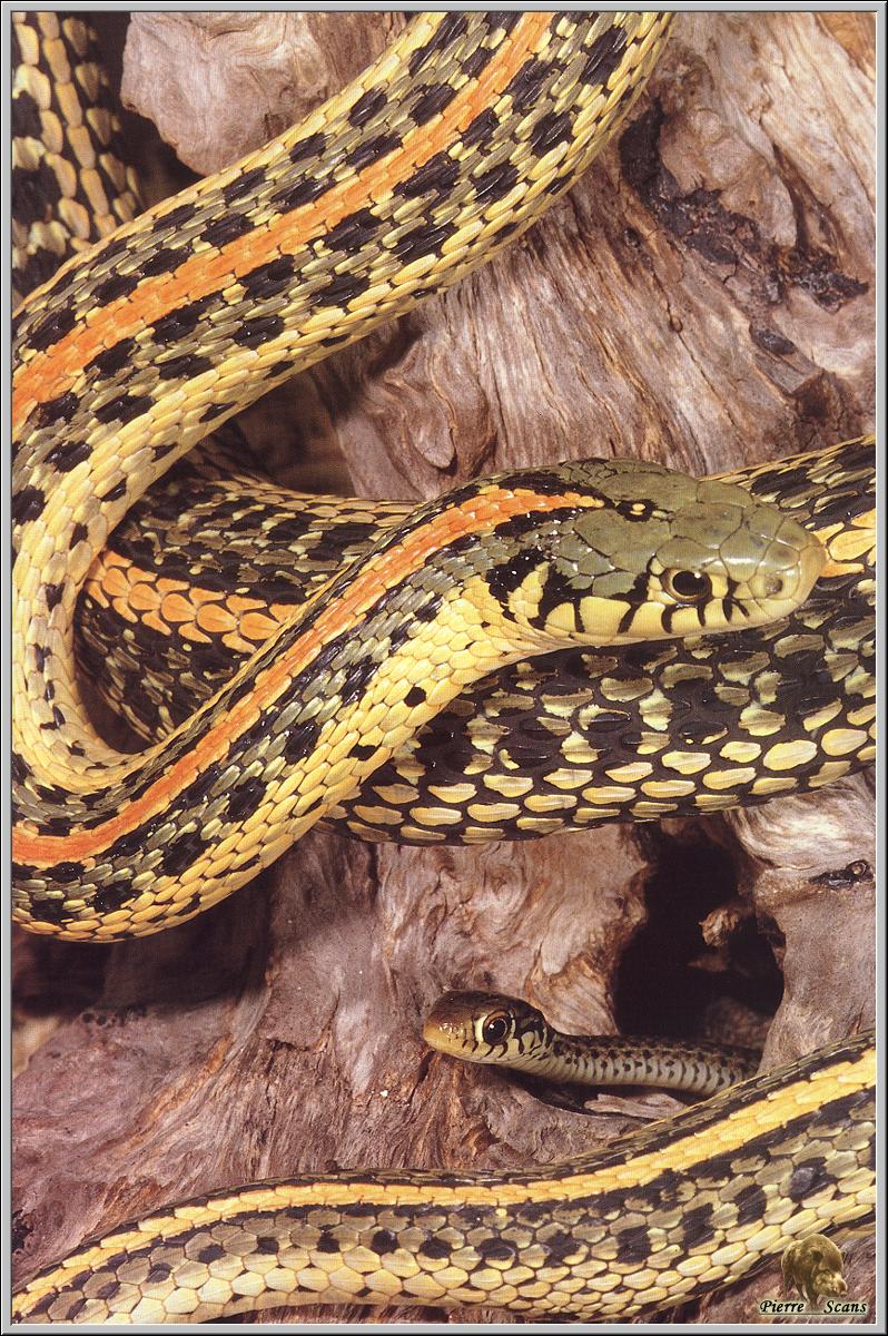 Common Garter Snake (Thamnophis sirtalis) {!--가터얼룩뱀-->; DISPLAY FULL IMAGE.