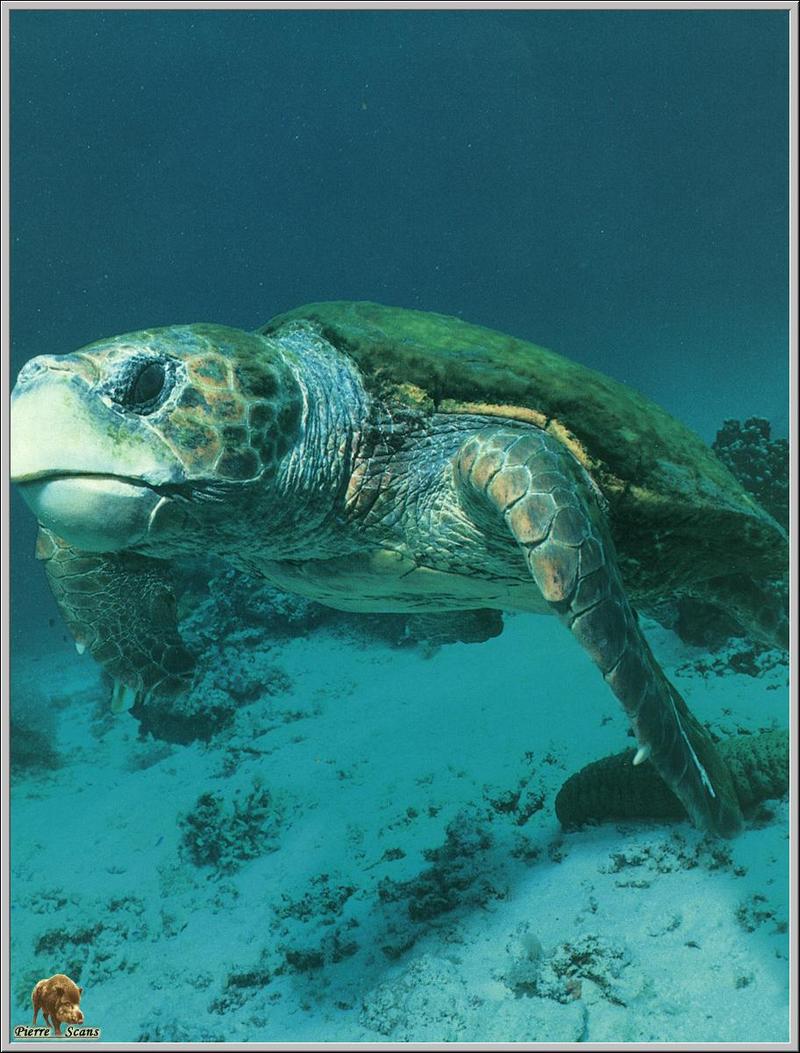 Loggerhead Sea Turtle (Caretta caretta) {!--붉은바다거북-->; DISPLAY FULL IMAGE.