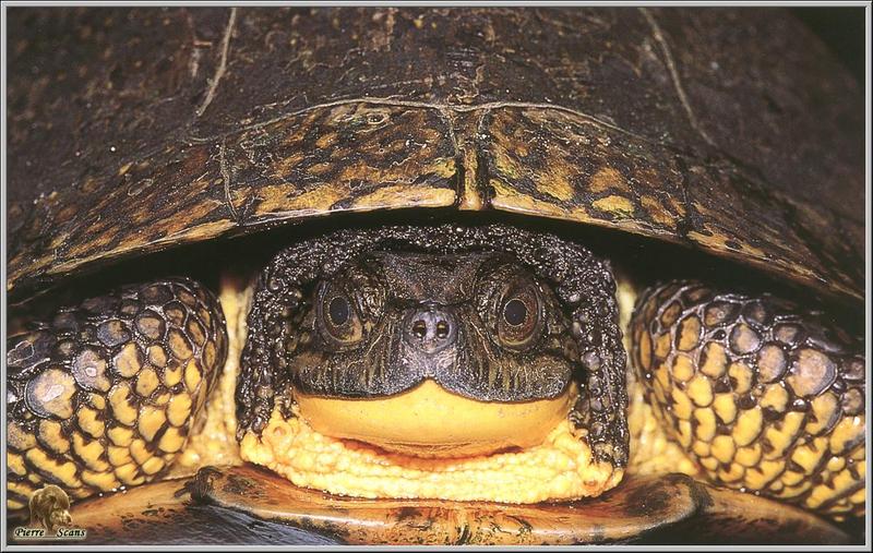 Blanding's Turtle (Emydoidea blandingii) {!--블랜딩거북-->; DISPLAY FULL IMAGE.