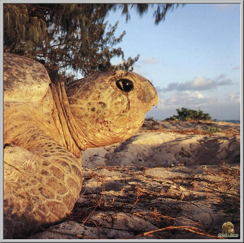 Green Sea Turtle (Chelonia mydas) {!--초록바다거북-->; DISPLAY FULL IMAGE.